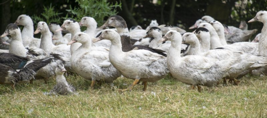 Renforcement des mesures sanitaires pour lutter contre la grippe aviaire