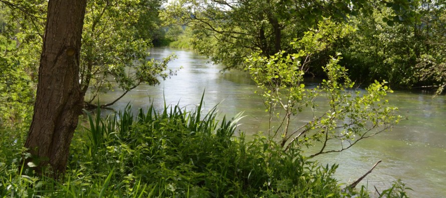 Au jardin d’eau, la nature reprend ses droits