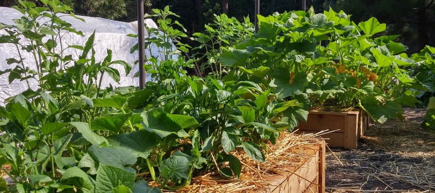 Parcelles à louer aux jardins communaux