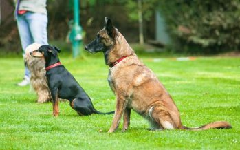 Présentation de l’association Education et Sports Canins Dieppois