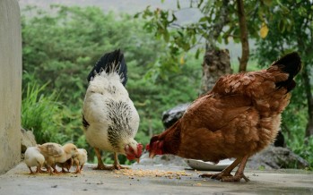 Présence d’Influenza Aviaire Hautement Pathogène (IAHP) sur des oiseaux sauvages et conséquences pour les communes situées en zone de contrôle temporaire (ZCT)