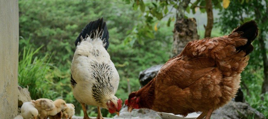 Vigilance grippe aviaire