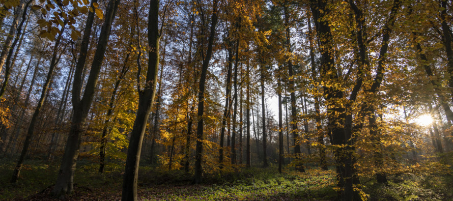 Calendrier des jours de chasse en forêt d’Arques