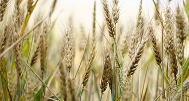 Samedi 16 Août : Messe de la Moisson