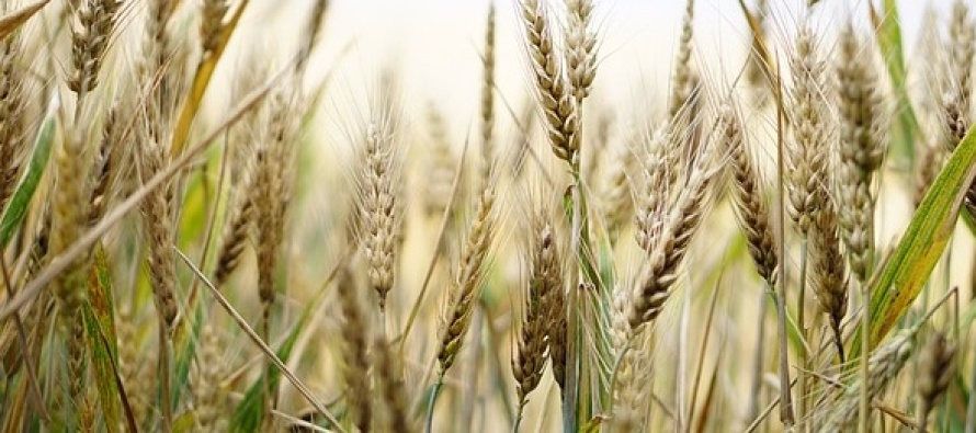 Samedi 16 Août : Messe de la Moisson