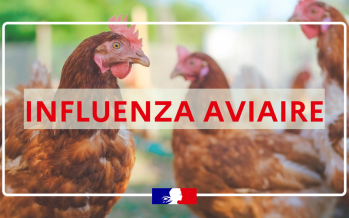 Influenza Aviaire Hautement Pathogène – Passage de risque modéré à élevé