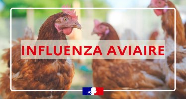 Influenza Aviaire Hautement Pathogène – Passage de risque modéré à élevé