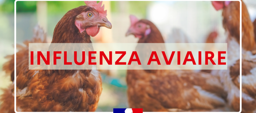 Influenza Aviaire Hautement Pathogène – Passage de risque modéré à élevé