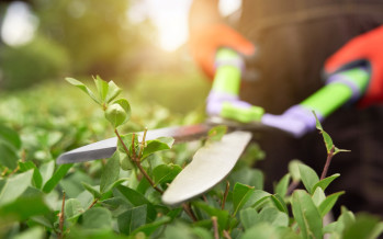 Avis à la population : entretien des haies et arbres