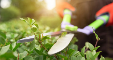 Avis à la population : entretien des haies et arbres