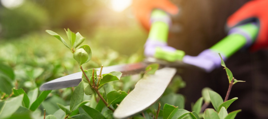 Avis à la population : entretien des haies et arbres