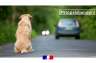 Il vous fait confiance. Ne l’abandonnez jamais.